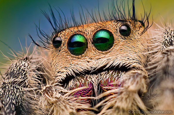 photo of the eyes of a jumping spider
